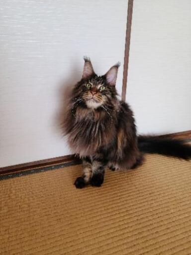 新規のお問い合わせをストップします かっこいいメインクーンの 4才 Roku 尾道の猫の里親募集 ジモティー