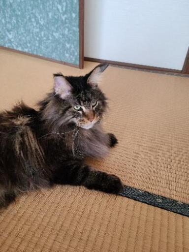 新規のお問い合わせをストップします かっこいいメインクーンの 4才 Roku 尾道の猫の里親募集 ジモティー