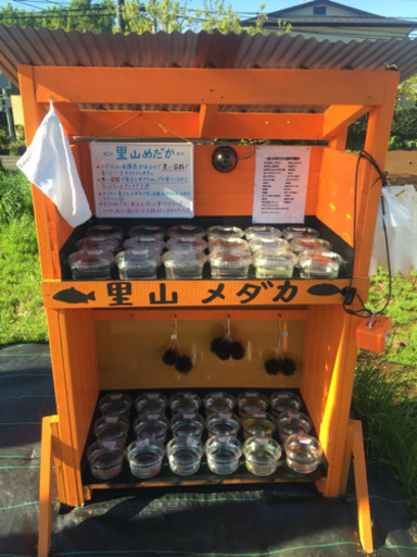 メダカ無人販売所 里山めだか プラチナ牡丹 松井ひれ長黒幹之 ピュアホワイト 朱赤楊貴妃 三色ラメ 三色体外光 黒ラメレインボーエビと大ミジ Taap1025 茅ヶ崎のその他の中古あげます 譲ります ジモティーで不用品の処分 メダカ無人販売所 里山めだか プラチナ牡丹 松井ひれ長黒幹之 ピュアホワイト 朱赤楊貴妃 三色ラメ 三色体外光 黒ラメレインボーエビと大ミジ Taap1025 茅ヶ崎のその他の中古あげます 譲ります ジモティーで不用品の処分