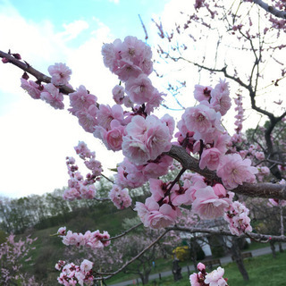 急募！締め切り間近！板金手伝い