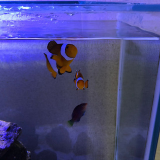 熱帯魚 海水魚 カクレクマノミ2匹 ニセモチノウオ