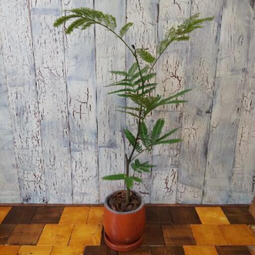 観葉植物 エバーフレッシュ ゆっぴー 亀有の家具の中古あげます 譲ります ジモティーで不用品の処分