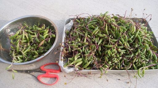 更新 差し上げます 多肉植物 ルビーネックレス ゴイチ せんげん台のその他の中古あげます 譲ります ジモティーで不用品の処分