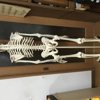 等身大人体模型  人体標本　3B Smart Anatomy