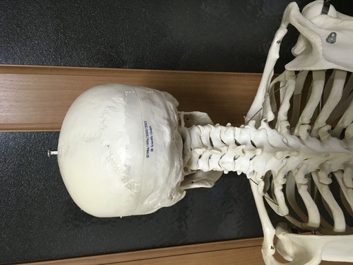 等身大人体模型  人体標本　3B Smart Anatomy