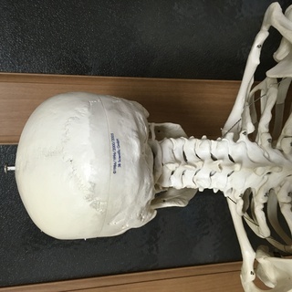 等身大人体模型 人体標本 3B Smart Anatomy