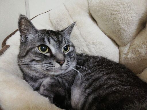 和猫らしい丸いお顔が可愛いサバトラちゃん Kakasu 宜野湾の猫の里親募集 ジモティー
