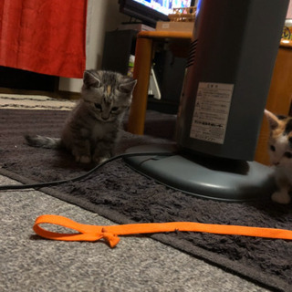 捨て猫捕獲　可愛い − 山梨県