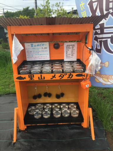 里山めだか メダカ無人販売所 黒ラメレインボー プラチナ牡丹 オーロラ黄みゆき 朱赤楊貴妃 ピュアホワイト 三色ラメ エビとミジンコ産卵床な Taap1025 茅ヶ崎のその他の中古あげます 譲ります ジモティーで不用品の処分