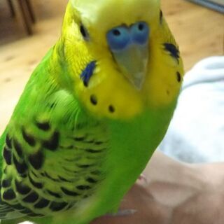 まだ迷子です せきせいいんこが迷子です あぽろ 那覇の手伝って 助けての助け合い ジモティー