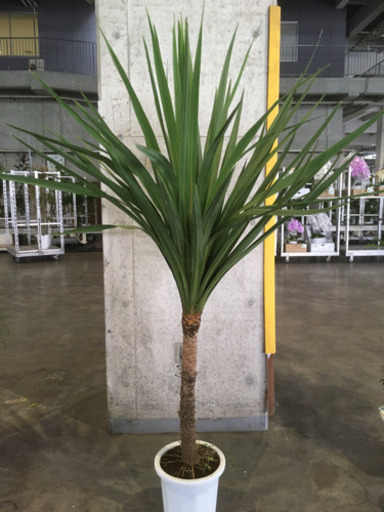 観葉植物　青インチ
