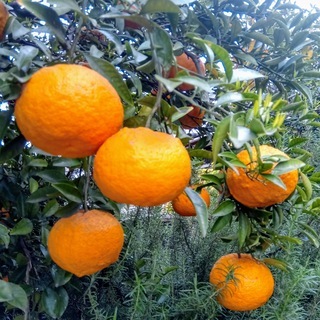 今が旬！特大！甘夏みかん　オーガニック　無農薬 有機 自然栽培　...