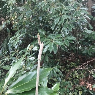 天然コシアブラ苗木