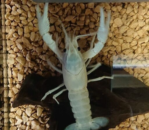 ホワイトザリガニ オス アクアリウム ジモティーアクア 宮之阪のその他の中古あげます 譲ります ジモティーで不用品の処分 ホワイトザリガニ オス アクアリウム ジモティーアクア 宮之阪のその他の中古あげます 譲ります ジモティーで不用品の処分