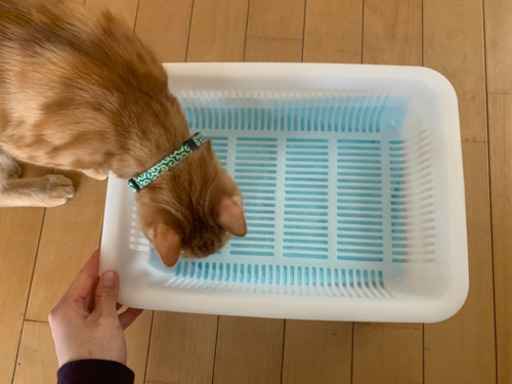 紙製 ネコ砂 簡易トイレ 水切りカゴ 本日お渡しok よこ 磯子の家具の中古あげます 譲ります ジモティーで不用品の処分