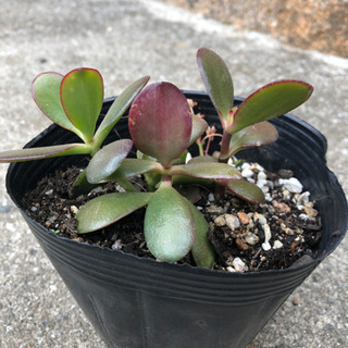 多肉植物　金の成る木②