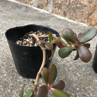 多肉植物　金の成る木③