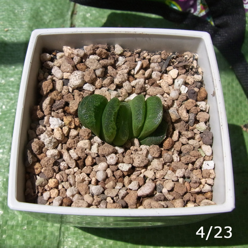 多肉植物 ハオルチア グリーン玉扇 Yanakazu 横浜のその他の中古あげます 譲ります ジモティーで不用品の処分