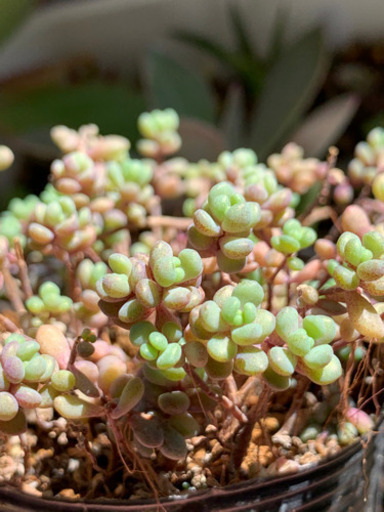 セダムパープルヘイズポットごと多肉植物 Taka 武蔵浦和のその他の中古あげます 譲ります ジモティーで不用品の処分