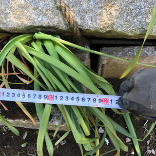 御影石 墓石 大石 引き取り限定 2本