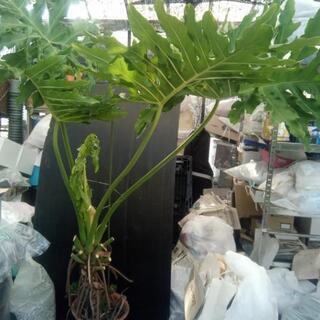 観葉植物 2