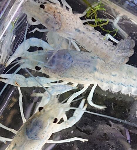 青い ミステリークレイフィッシュ アクアリウム 熱帯魚 ザリガニ ペット 水槽 ジモティーアクア 宮之阪のその他の中古あげます 譲ります ジモティーで不用品の処分 青い ミステリークレイフィッシュ アクアリウム 熱帯魚 ザリガニ ペット 水槽 ジモティーアクア 宮之阪のその他の中古あげます 譲ります ジモティーで不用品の処分