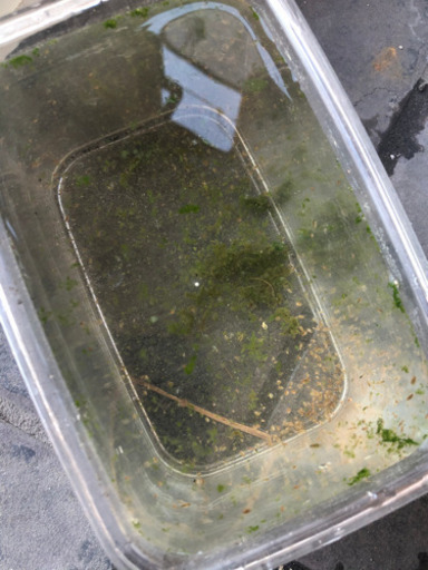 ヒメタニシとオオミジンコのセットメダカ金魚 諭吉 寺本のその他の中古あげます 譲ります ジモティーで不用品の処分 ヒメタニシとオオミジンコのセットメダカ金魚 諭吉 寺本のその他の中古あげます 譲ります ジモティーで不用品の処分