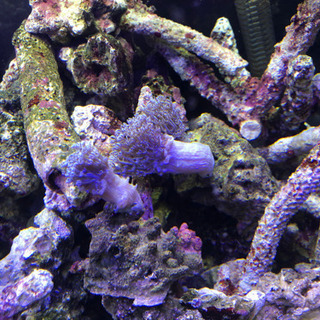 ※大量　良質ライブロック 大量 良質ライブロック