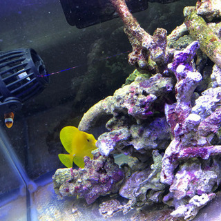 ※大量　良質ライブロック 大量 良質ライブロック