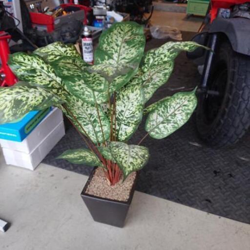 観葉植物の造花 モトマックス 岐阜のバイクの中古あげます 譲ります ジモティーで不用品の処分