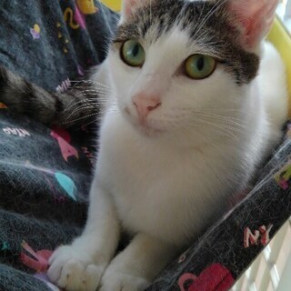 おとなしいきじしろ雌３才 綾野 あざみ野の猫の里親募集 ジモティー