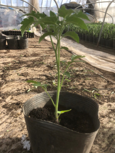 大玉トマト苗とミニトマトアイコ苗 けいちゃん 五稜郭のその他の中古あげます 譲ります ジモティーで不用品の処分