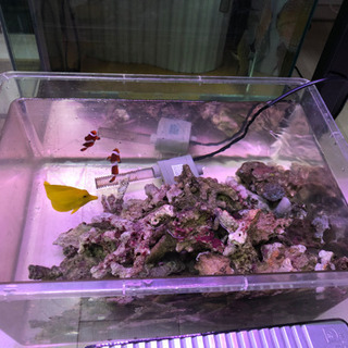 大量 良質ライブロック