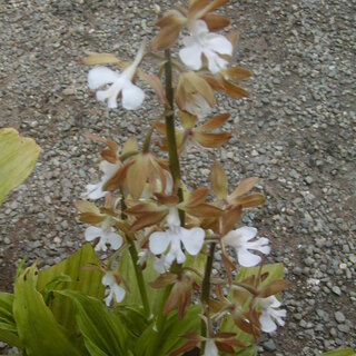 残り1鉢 エビネ蘭 Mikisan 本厚木のその他の中古あげます 譲ります ジモティーで不用品の処分