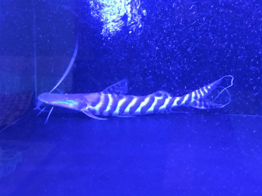 ゼブラキャット50cm± 熱帯魚