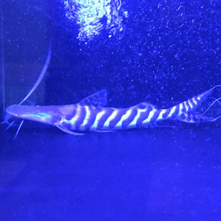 ゼブラキャット50cm± 熱帯魚