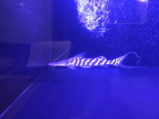 ゼブラキャット50cm± 熱帯魚