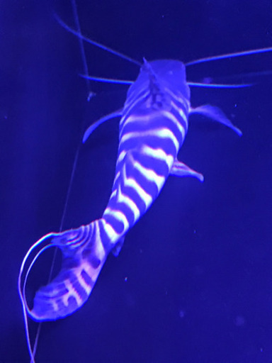 ゼブラキャット50cm± 熱帯魚