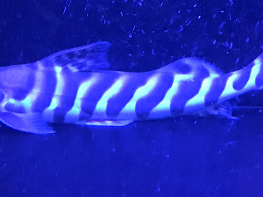 ゼブラキャット50cm± 熱帯魚