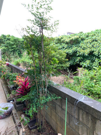 南天 姫南天 取りに来て植木 植物 29日まで Yama うるまのその他の中古あげます 譲ります ジモティーで不用品の処分