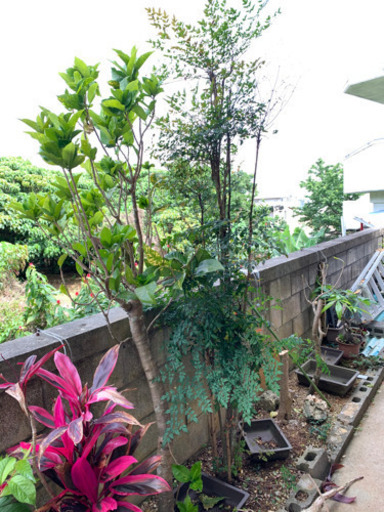 南天 姫南天 取りに来て植木 植物 29日まで Yama うるまのその他の中古あげます 譲ります ジモティーで不用品の処分