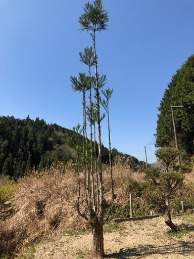 植木　(台杉) 積み込みお手伝いいたします。おまけ付