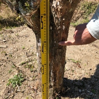 植木　(台杉) 積み込みお手伝いいたします。おまけ付