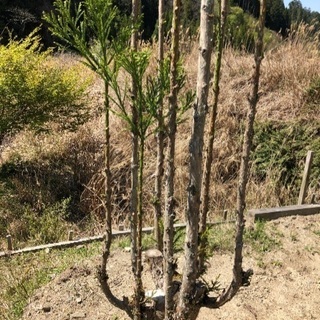 植木　(台杉) 積み込みお手伝いいたします。おまけ付