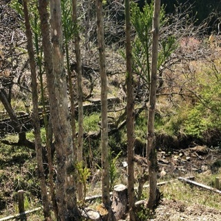 植木　(台杉) 積み込みお手伝いいたします。おまけ付