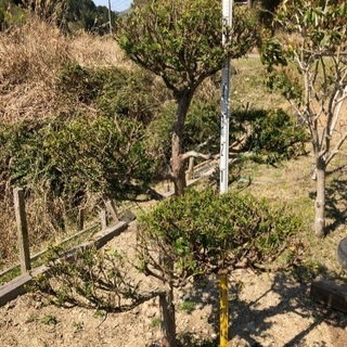 植木　(台杉) 積み込みお手伝いいたします。おまけ付