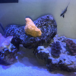 その他 90cmオーバーフロー水槽 生体込み