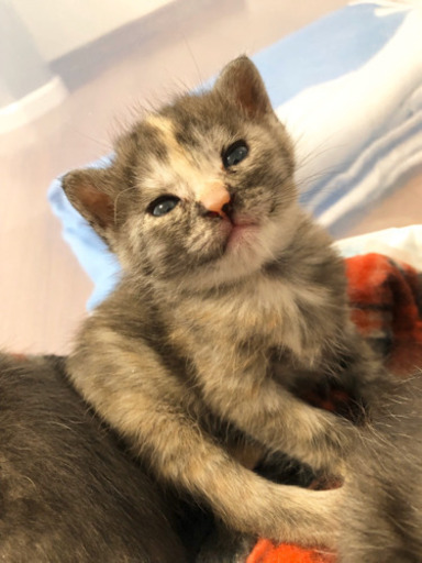 動物愛護センターから引出し3姉妹 ねこネットあま 尾張一宮の猫の里親募集 ジモティー 動物愛護センターから引出し3姉妹 ねこネットあま 尾張一宮の猫の里親募集 ジモティー