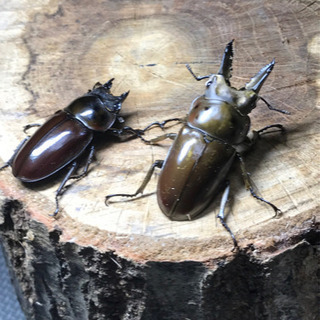 ババオウゴンオニ　クワガタ　ペア
