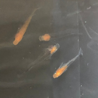 めだか 女神 2ペアセット